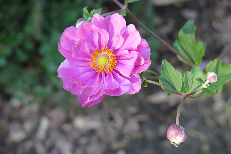 Purple Flower